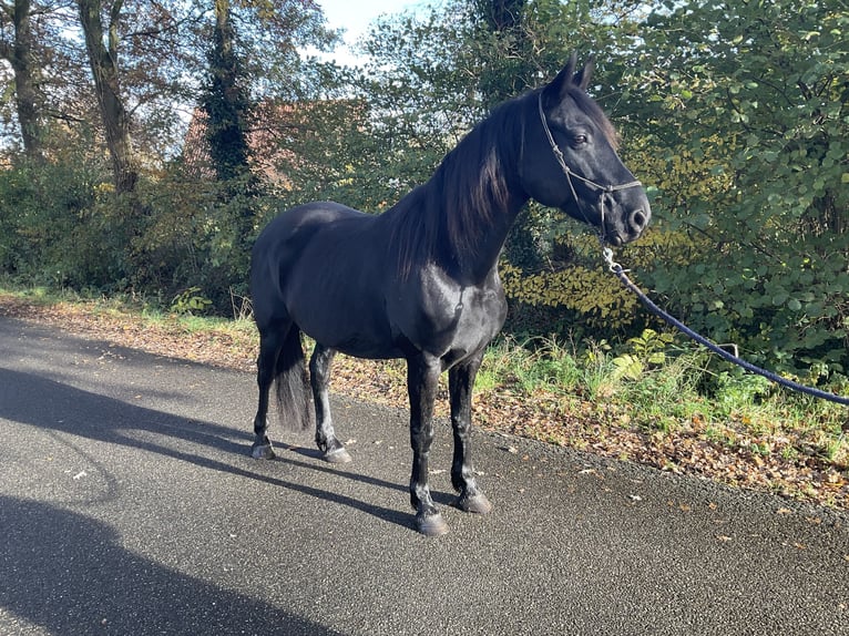 Frison Croisé Jument 8 Ans 157 cm Noir in Ambt Delden