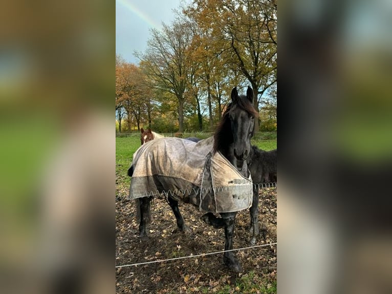 Frison Croisé Jument 8 Ans 157 cm Noir in Ambt Delden