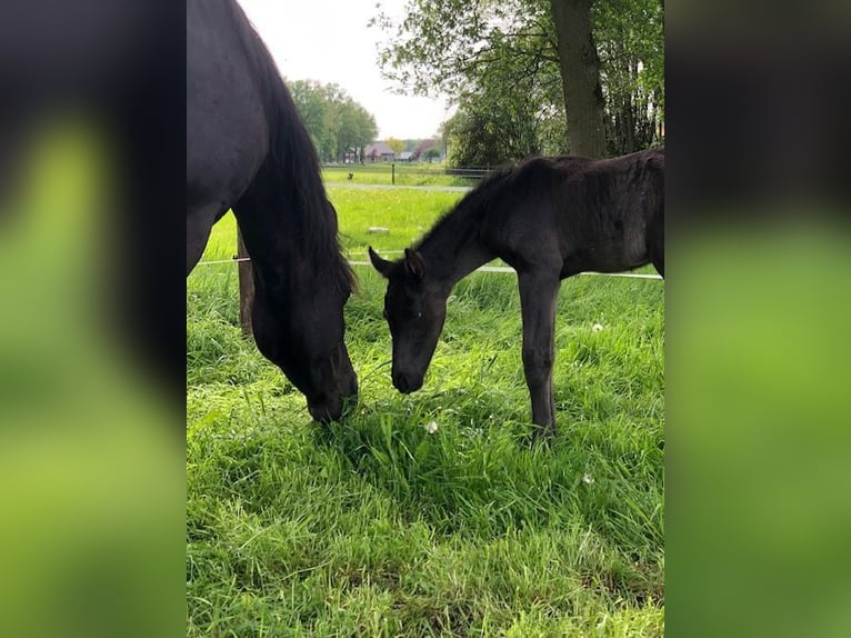 Frison Croisé Jument 8 Ans 157 cm Noir in Ambt Delden