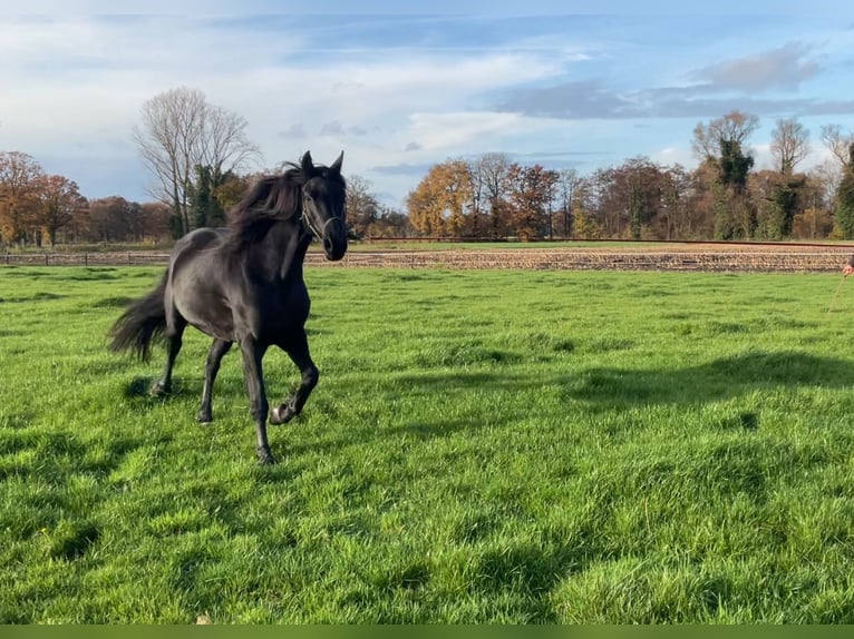 Frison Croisé Jument 8 Ans 157 cm Noir in Ambt Delden