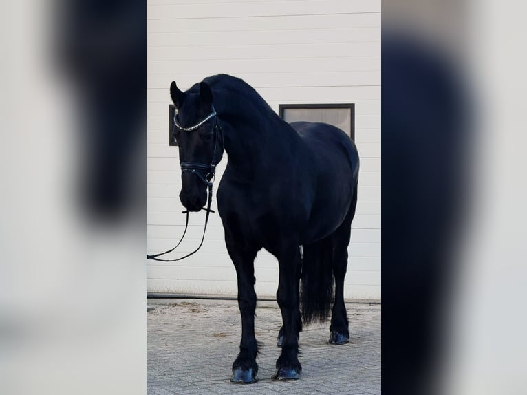 Frison Jument 8 Ans 162 cm Noir in Someren