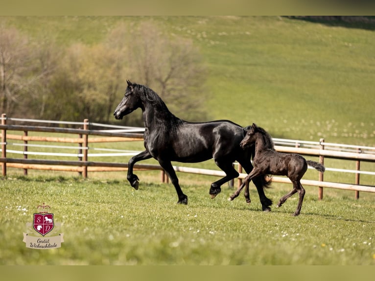 Frison Jument 8 Ans 164 cm Noir in Taunusstein