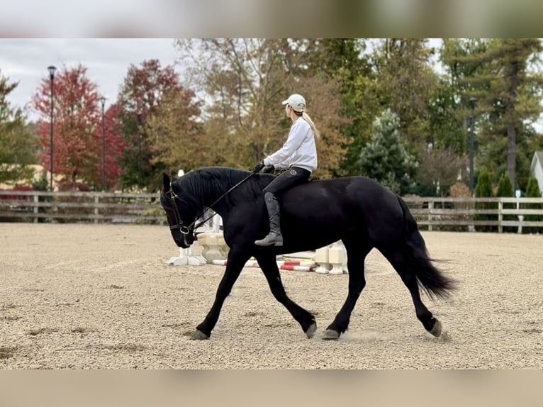 Frison Croisé Jument 8 Ans 165 cm Noir in Gap