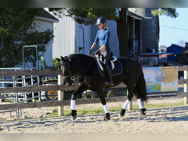 Frison Croisé Jument 8 Ans 165 cm Noir in Gap