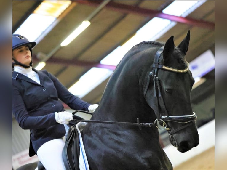 Frison Jument 8 Ans 165 cm Noir in Harlingen