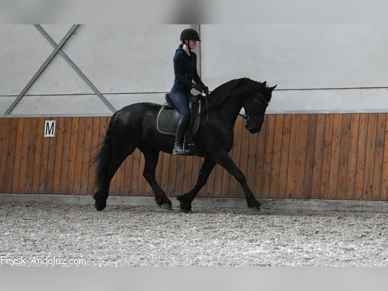 Frison Jument 8 Ans 165 cm Noir in Mijnsheerenland
