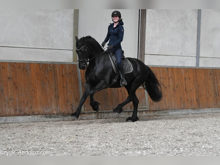 Frison Jument 8 Ans 165 cm Noir in Mijnsheerenland
