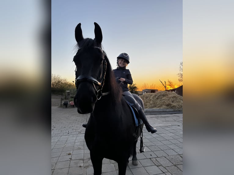 Frison Jument 8 Ans 167 cm Noir in Castricum