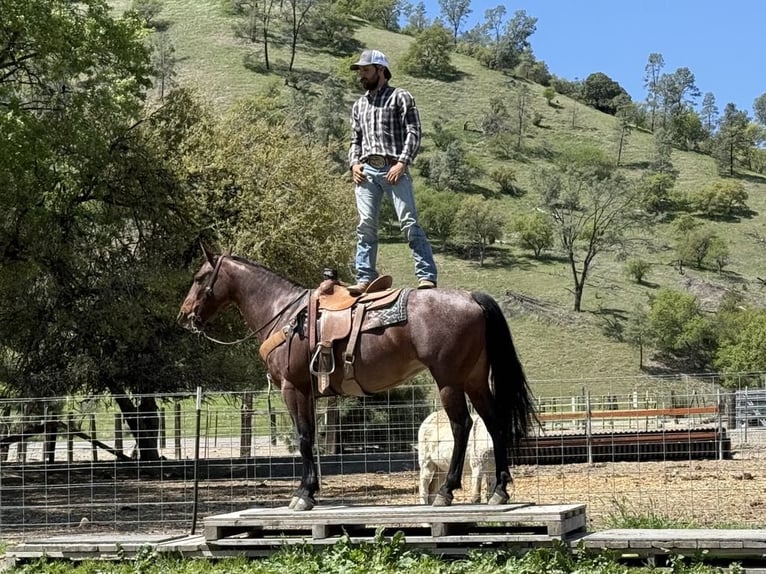 Frison Jument 9 Ans 152 cm Roan-Bay in Paicines CA