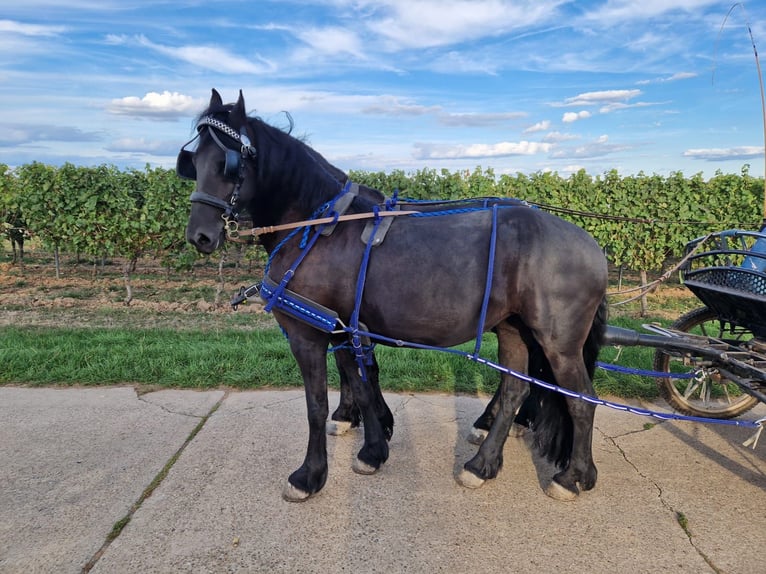 Frison Jument 9 Ans 155 cm Noir in Hochstadt