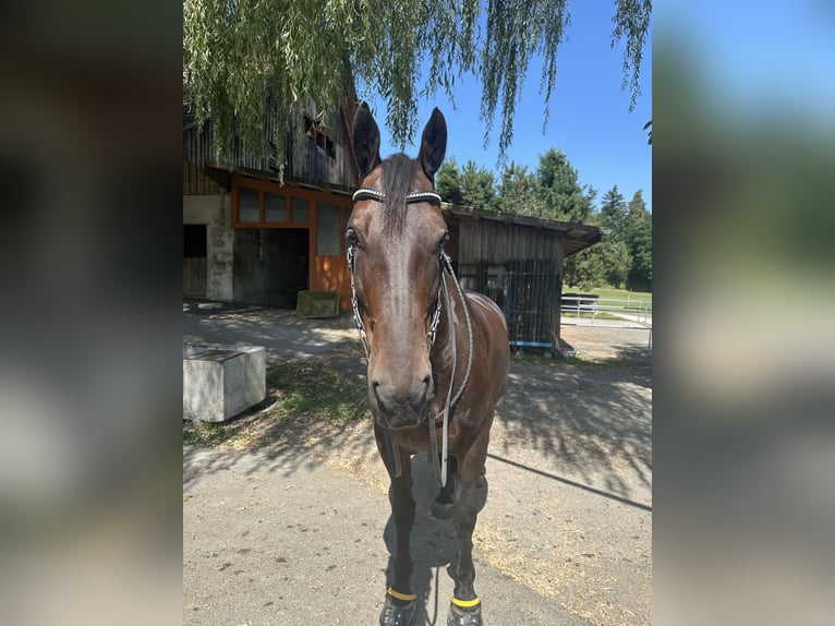 Frison Croisé Jument 9 Ans 160 cm Bai brun in Horgen