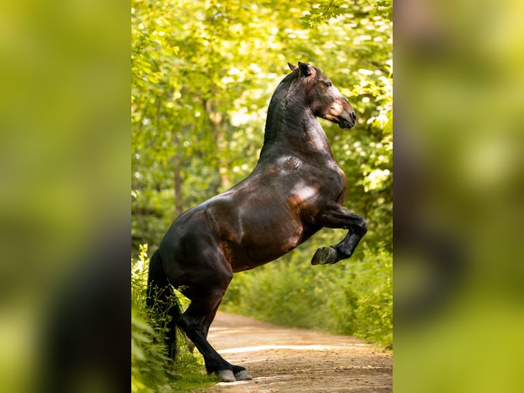 Frison Croisé Jument 9 Ans 160 cm Bai brun in Horgen