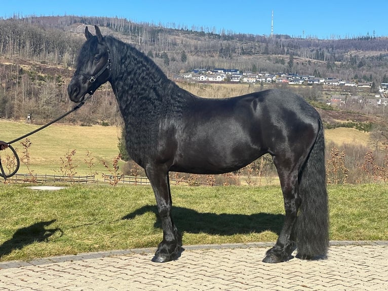 Frison Jument 9 Ans 162 cm Noir in MeinerzhagenMeinerzhagen