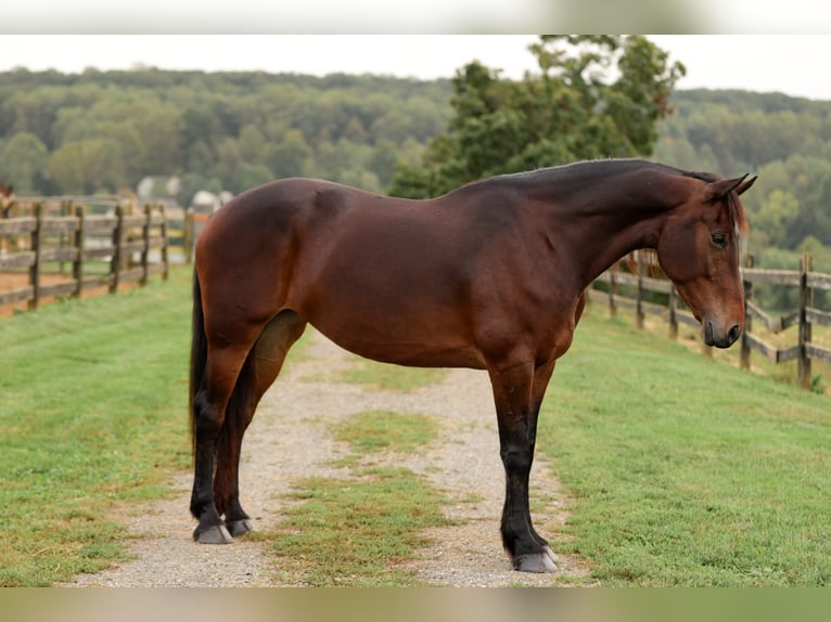 Frison Croisé Jument 9 Ans 163 cm Bai cerise in Honey Brook