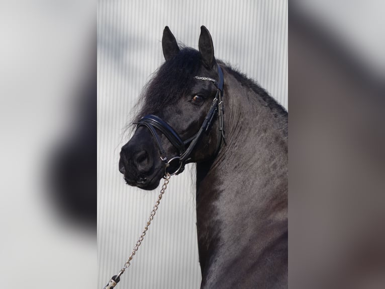 Frison Jument 9 Ans 163 cm Noir in Stegeren