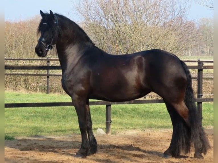 Frison Jument 9 Ans 163 cm Noir in Stegeren