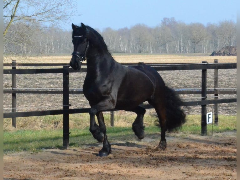 Frison Jument 9 Ans 163 cm Noir in Stegeren