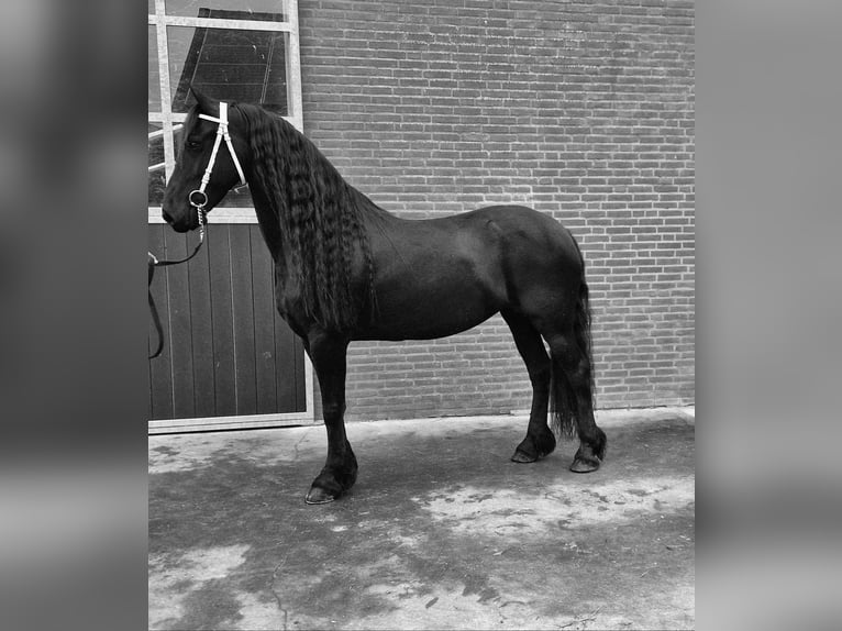 Frison Jument 9 Ans 163 cm Noir in Bladel