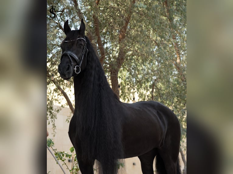 Frison Jument 9 Ans 164 cm Noir in Dubai