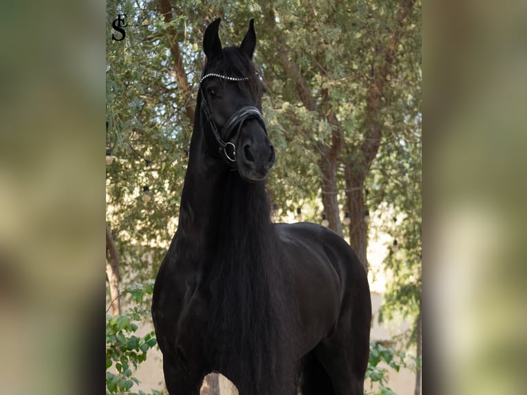Frison Jument 9 Ans 164 cm Noir in Dubai