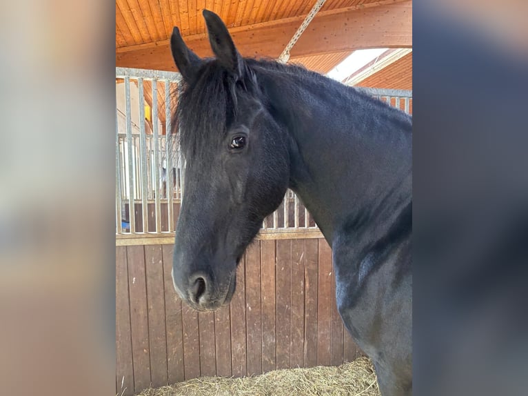 Frison Jument 9 Ans 165 cm Bai brun foncé in Buttenwiesen