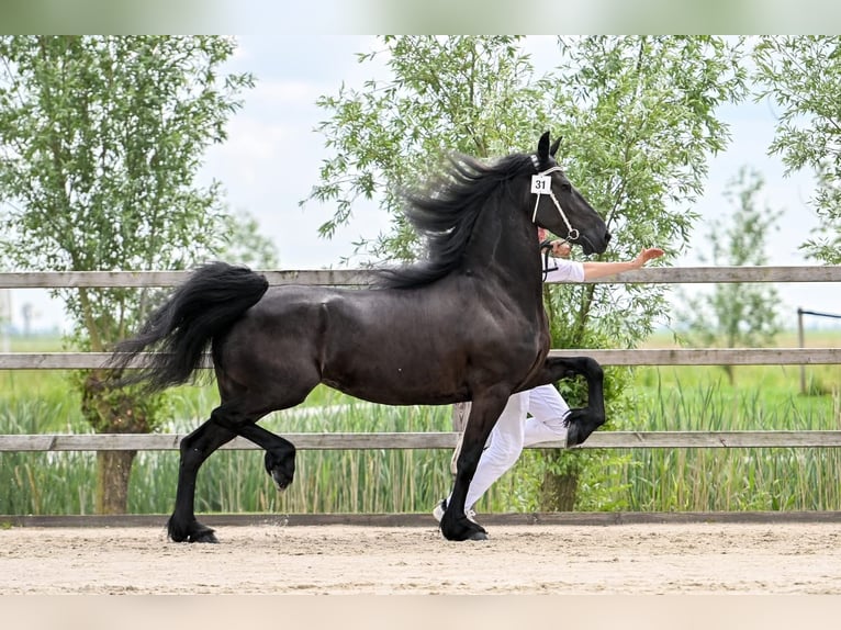 Frison Jument 9 Ans 165 cm Noir in Vianen