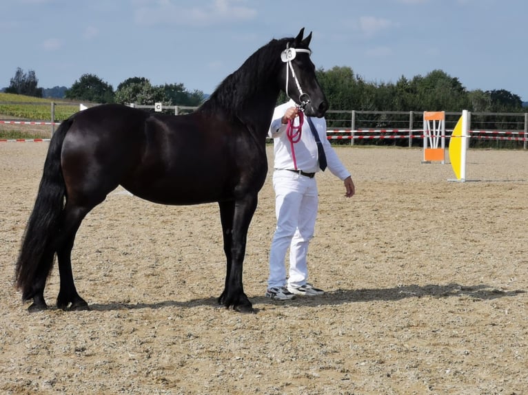 Frison Jument 9 Ans 165 cm Noir in Schorndorf Frison Jument 9 Ans 165 cm Noir in Schorndorf