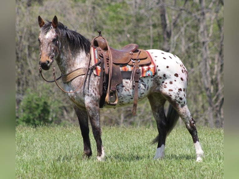 Frison Jument 9 Ans in Rineyville KY