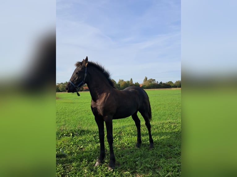 Frison Jument Poulain (04/2026) 130 cm Noir in Aagtekerke