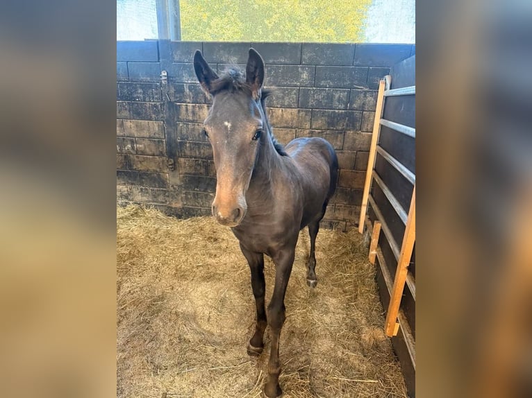 Frison Croisé Jument Poulain (02/2026) 155 cm  in Daleiden