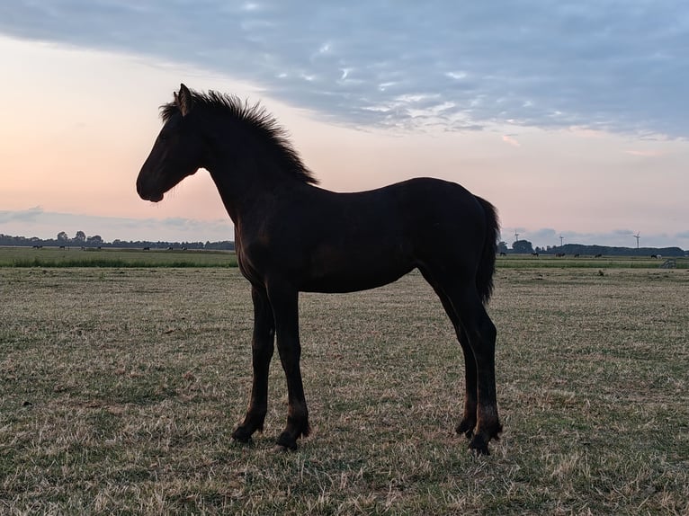 Frison Jument Poulain (04/2026) 160 cm Noir in Tzummarum