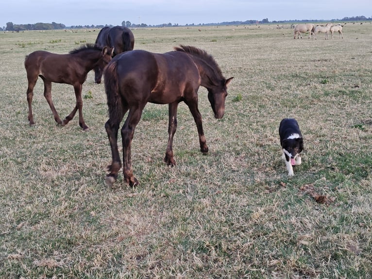Frison Jument Poulain (04/2026) 160 cm Noir in Tzummarum