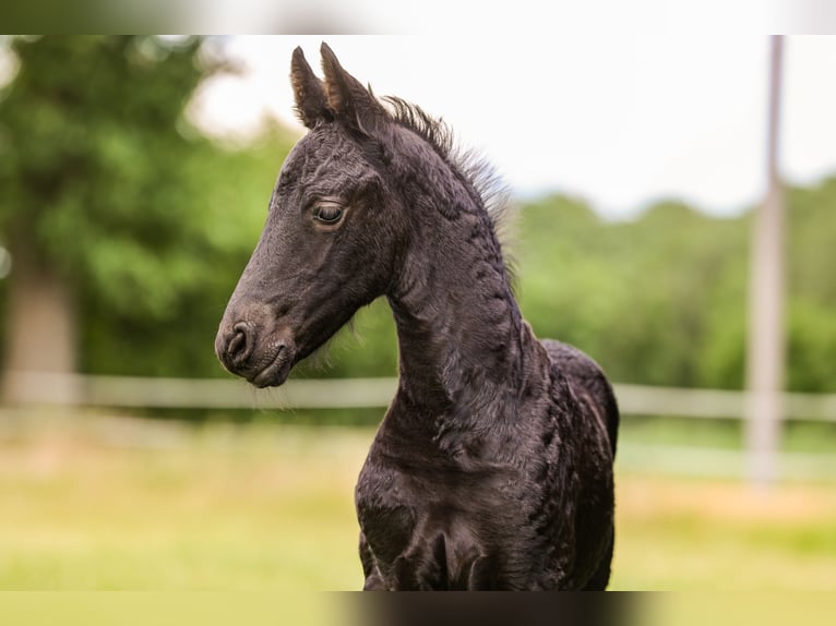 Frison Jument  162 cm Noir in Wilsum