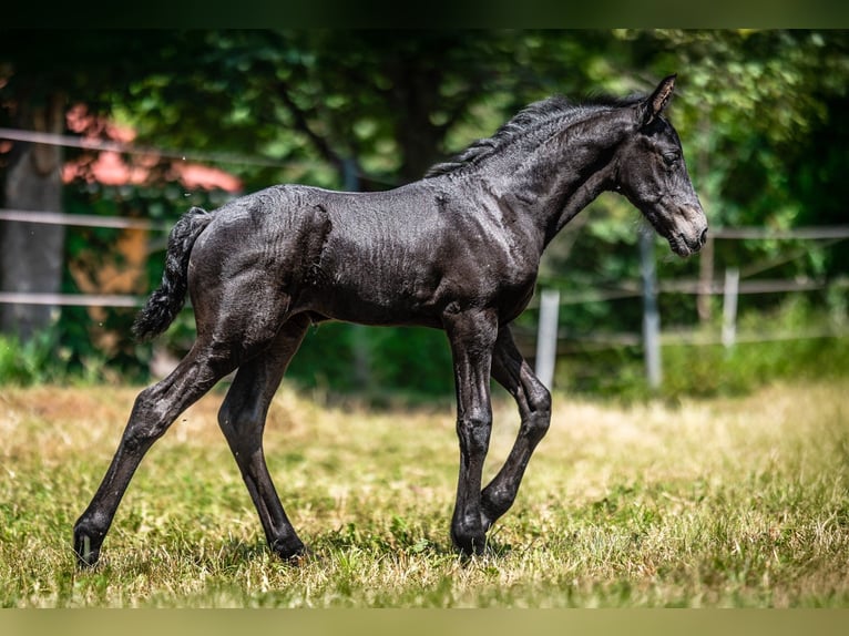 Frison Jument Poulain (05/2025) 165 cm Noir in P&#x159;erov