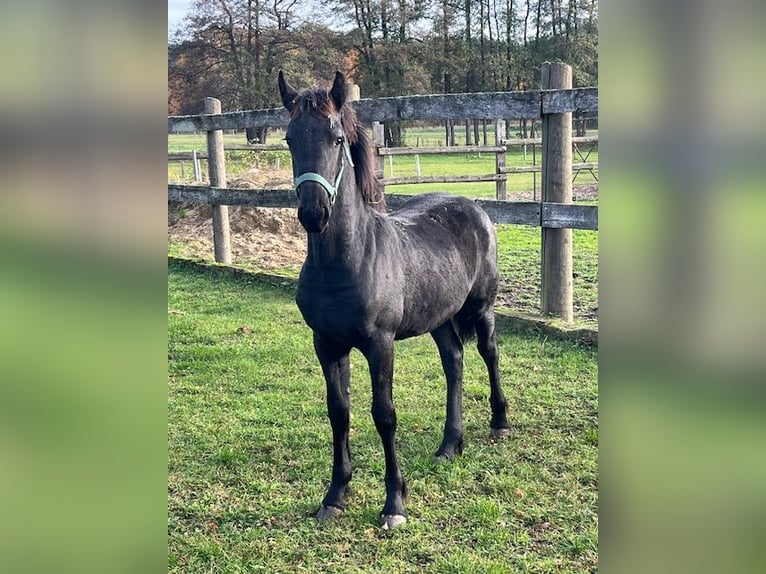 Frison Jument Poulain (05/2025) in Breydin