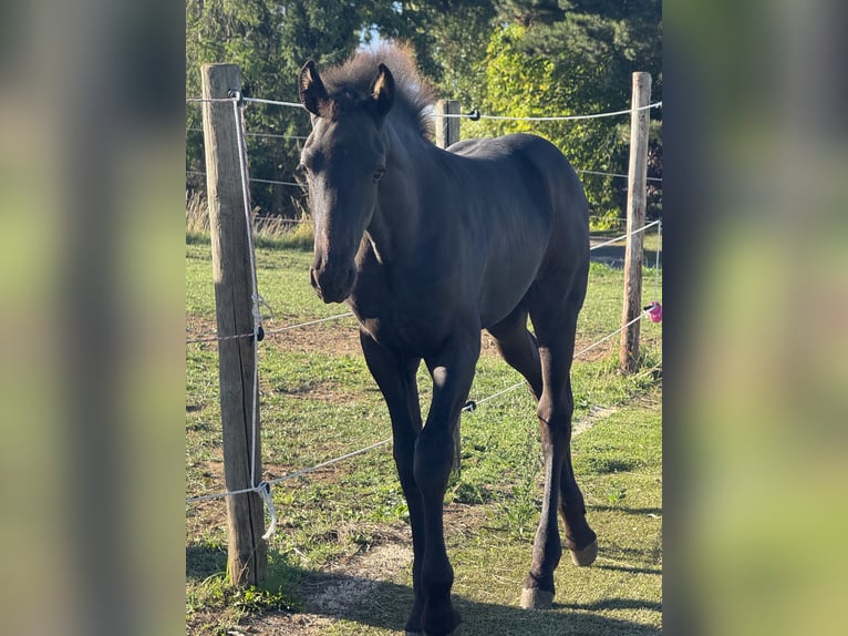 Frison Jument Poulain (05/2025) in Mechernich