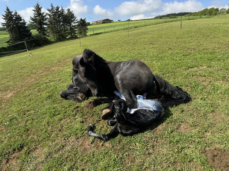 Frison Jument Poulain (05/2025) in Mechernich