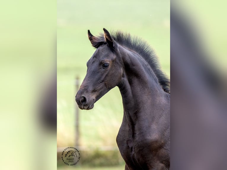 Frison Jument Poulain (05/2025) in Mechernich