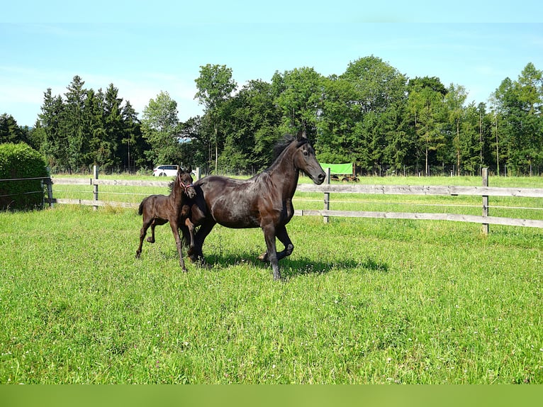Frison Jument Poulain (06/2025) in Oberweis