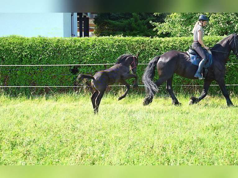Frison Jument Poulain (06/2025) in Oberweis