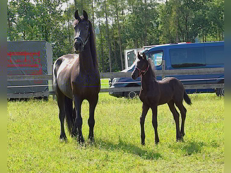 Frison Jument Poulain (06/2025) in Oberweis