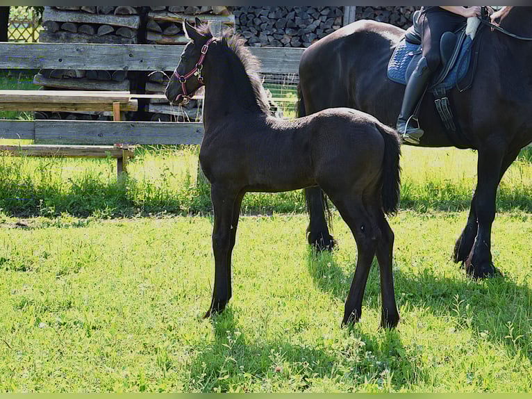 Frison Jument Poulain (06/2025) in Oberweis