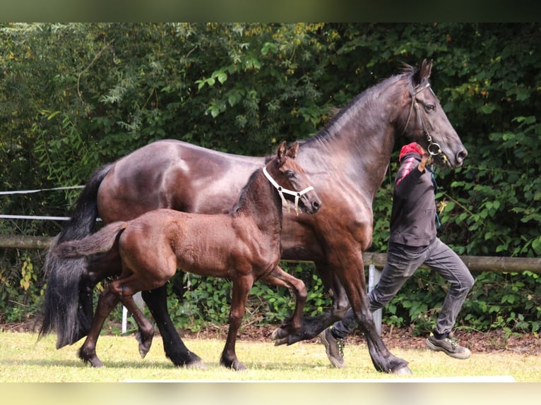 Frison Jument Poulain (06/2025) Noir in Stemwede
