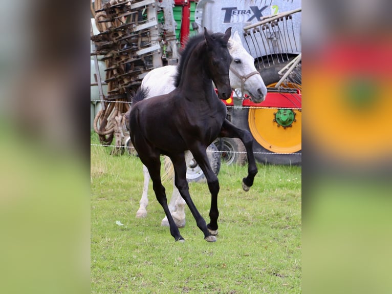 Frison Croisé Jument Poulain (04/2024) Peut devenir gris in Franeker