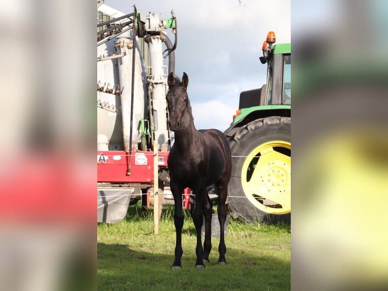 Frison Croisé Jument Poulain (04/2024) Peut devenir gris in Franeker