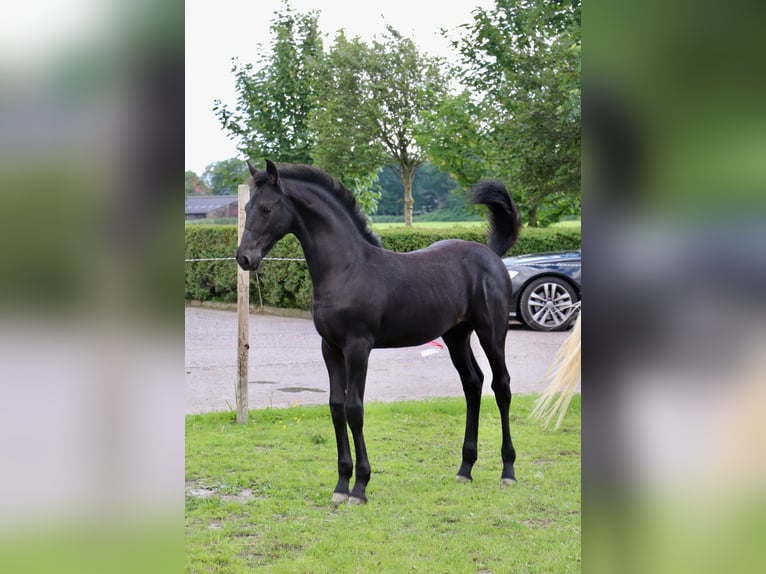 Frison Croisé Jument Poulain (04/2024) Peut devenir gris in Franeker