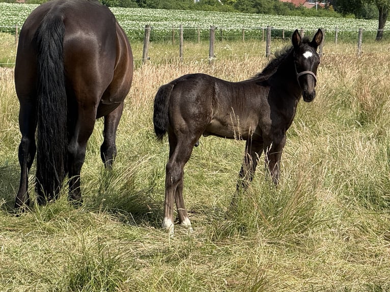 Frison oriental Étalon 1 Année 165 cm Noir in Dötlingen