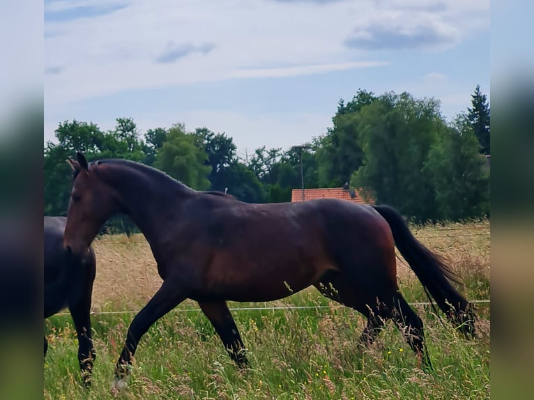 Frison oriental Étalon 2 Ans 160 cm Bai in Moormerland