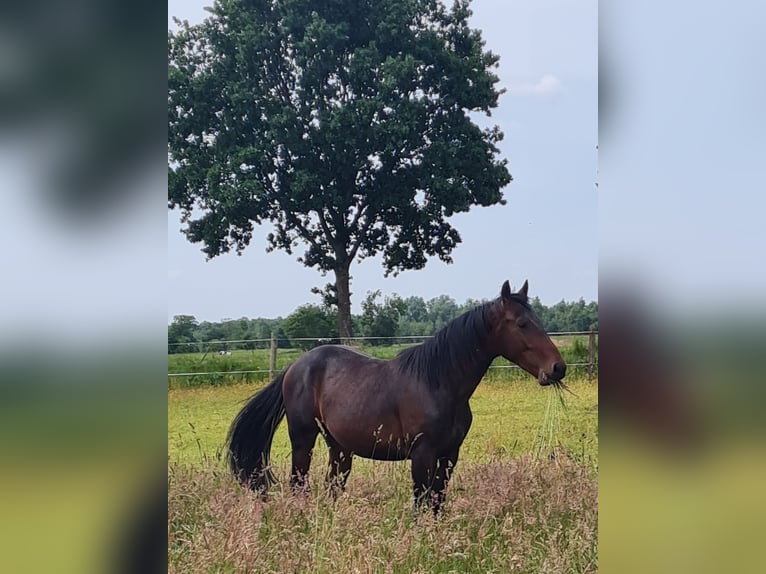 Frison oriental Étalon 2 Ans 160 cm Bai in Moormerland