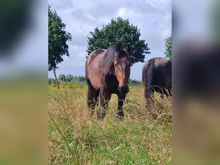 Frison oriental Étalon 2 Ans 160 cm Bai in Moormerland